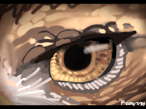 A hawk’s wings-pt 1