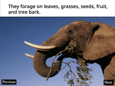 Saving The African Forest Elephant