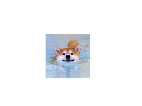 Doggo drinks pink suace