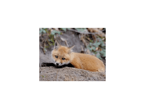 Animal GIF