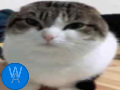 top 5 animals