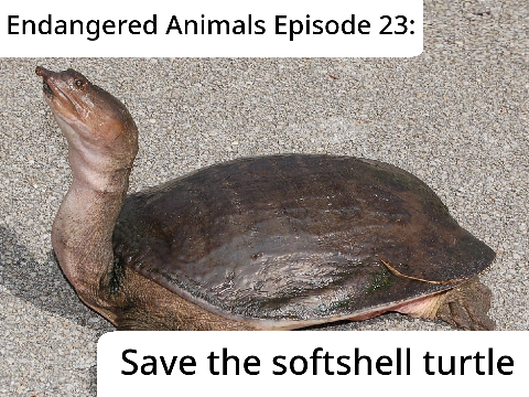Endangered Animals Episode 23: Save the Softshell Turtle