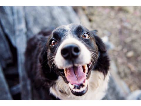 dog quizz level 1