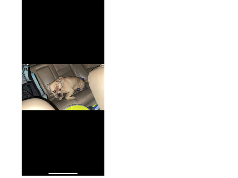 Osso rescued bully