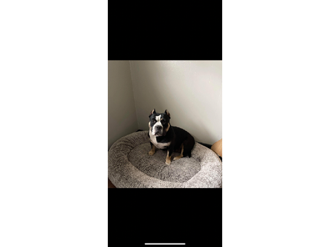 Nina my first bully rescue!