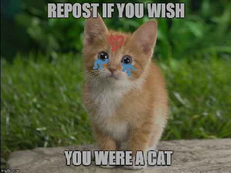 Repost If You Wish You Were A Cat! remix remix