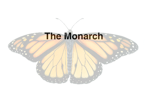 The Monarch ~ A poem