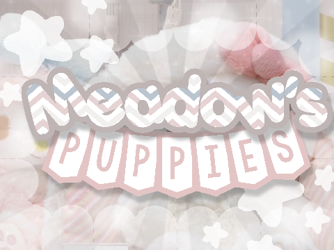 ↳ *Meadow's puppies* ༉ (the cutest thing you will ever see)
