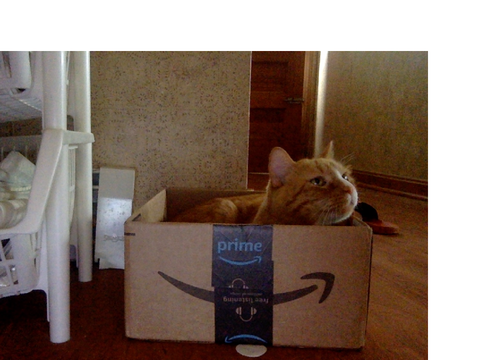 Pictures of my cat! :D (awwwww)
