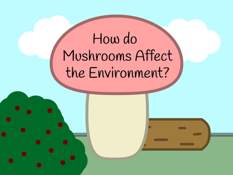How do Mushrooms Affect the Environment?