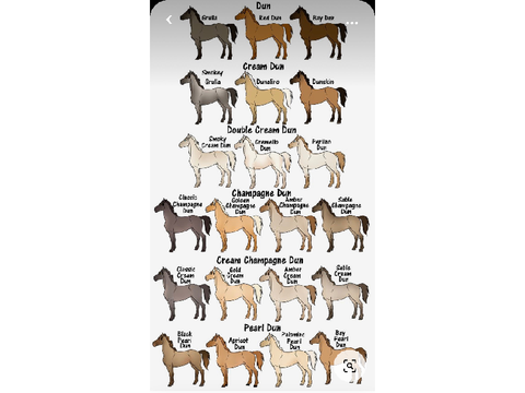 Horse coat colors