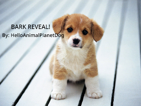 Bark Reveal!