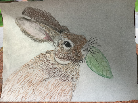 Animal Art Contest -Open- entry 