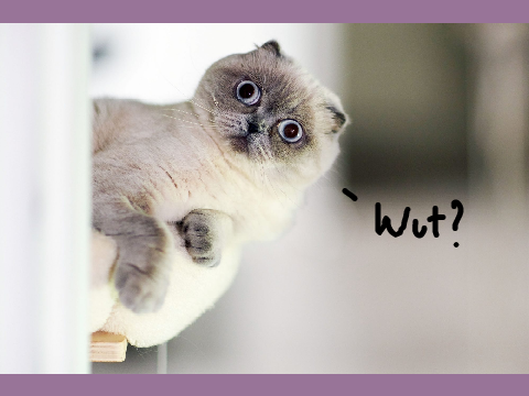 Help This Cat Take Over Scratch by Remixing! remix