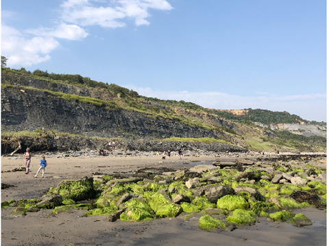 Fossil Hunting Game