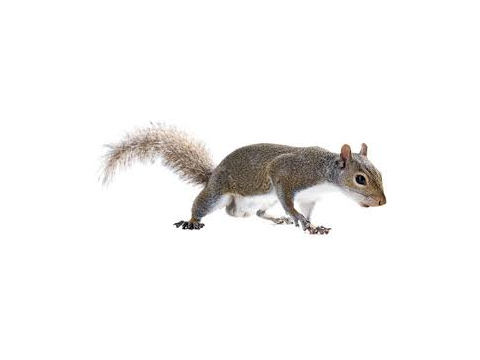 low quality picture of a squirrel