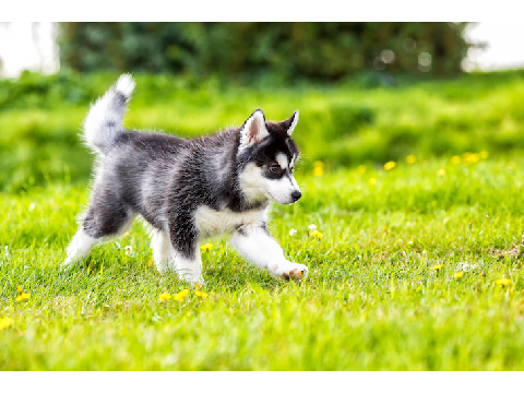 PLZ LIKE FOR MY MUM TO GET ME A HUSKY <3