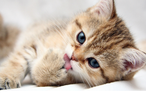 cute kittens!((WARNING) CUTNESS OVERLOAD!!!)