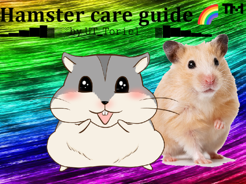 Hamster care guide