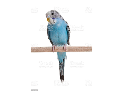 Meet my bird