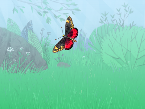Butterfly CSF