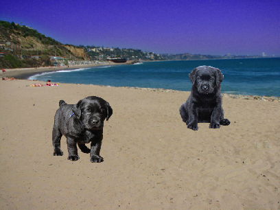 Best dog friends!