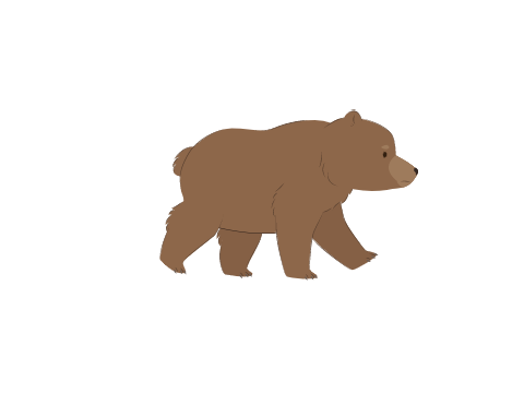 A Bear Walking Back and Forth
