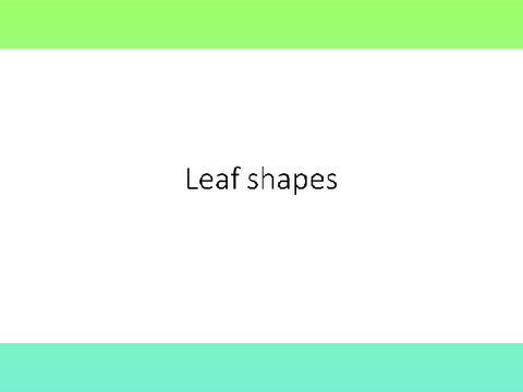 Leaf shapes