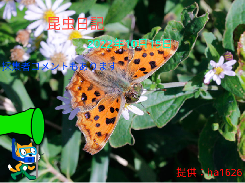 昆虫日記2022年10月15日