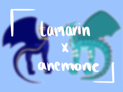 Tamarin and Anemone <3