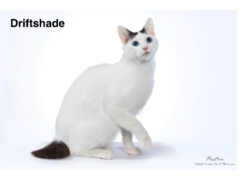 Cats of Floodclan