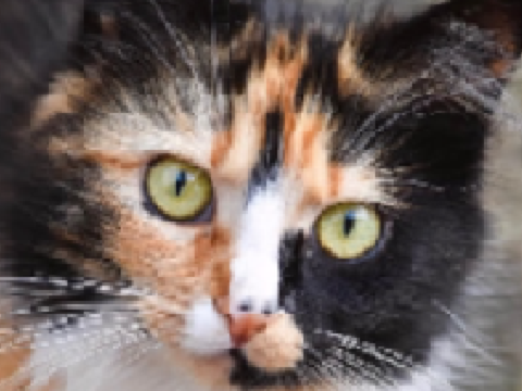 ✾