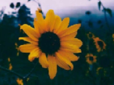 ✿