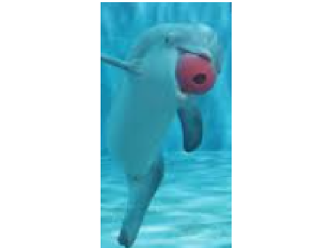 2022 Winter The dolphin 