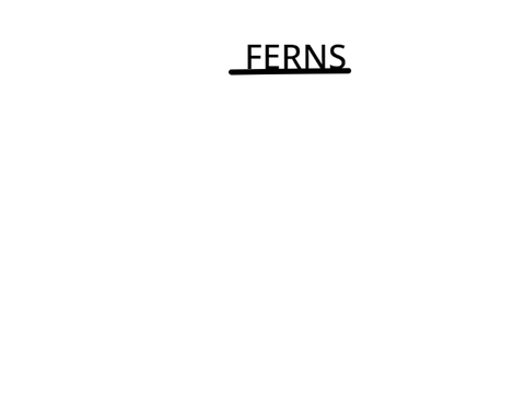 Ferns 