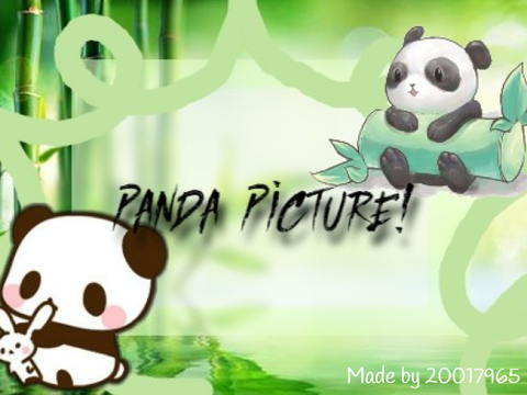 Panda Picture!