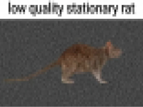 Low quality stationary rat