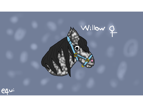 Willow || Art Comp Entry