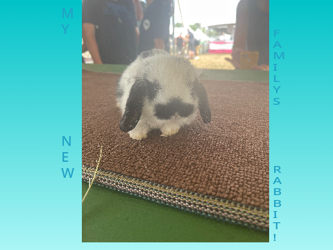 My New Rabbit!!!