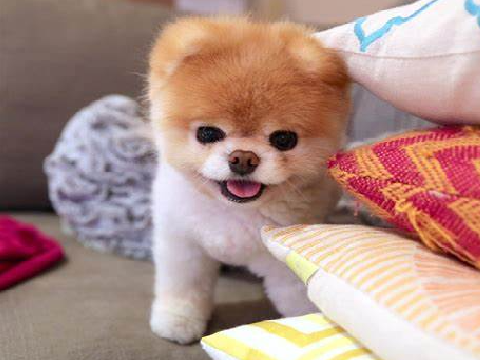 chiens le plus mignon du monde