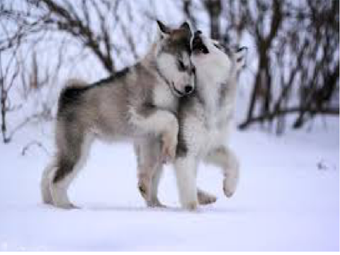 (Running With the Wolves).   {_’v’_}