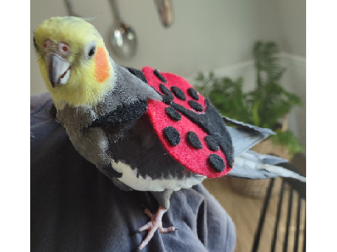 I got a new costume for Halloween, Do you like it?