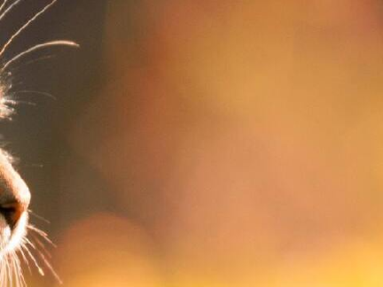 ʙᴇᴛᴛᴇʀ