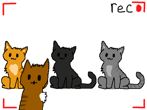warrior cats love tacos!