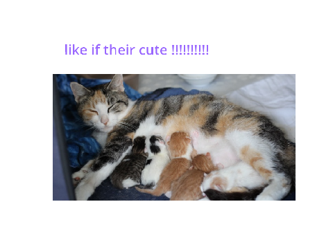 Sweet kittens