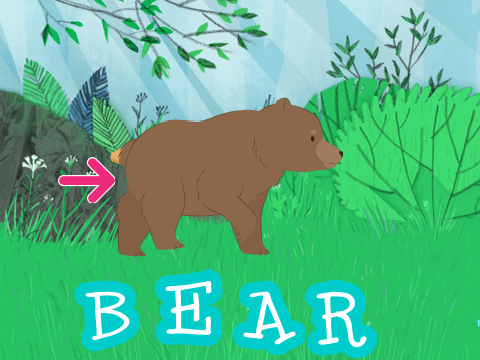 Bear