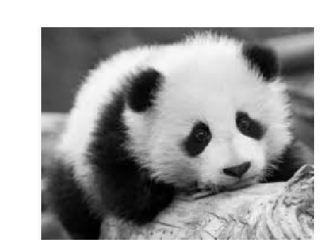 baby panda