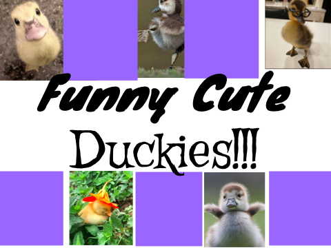 Funny Cute Duckies!!!