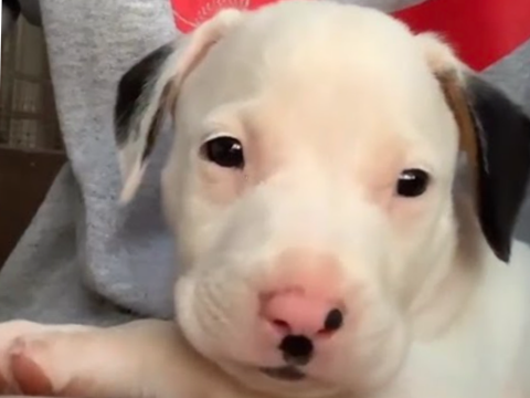 The puppy