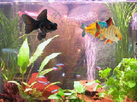 Fish Tank for your Viewing Experience